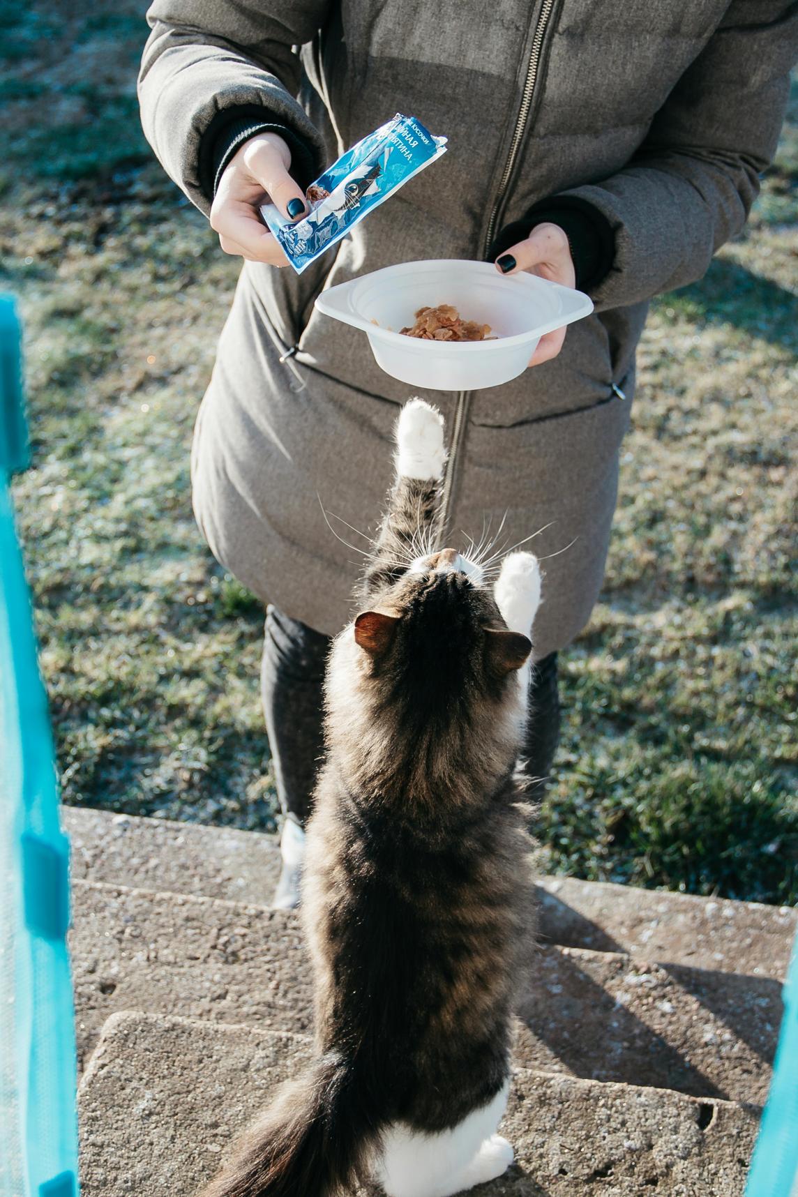 Ist Tiki Cat gutes Katzenfutter?